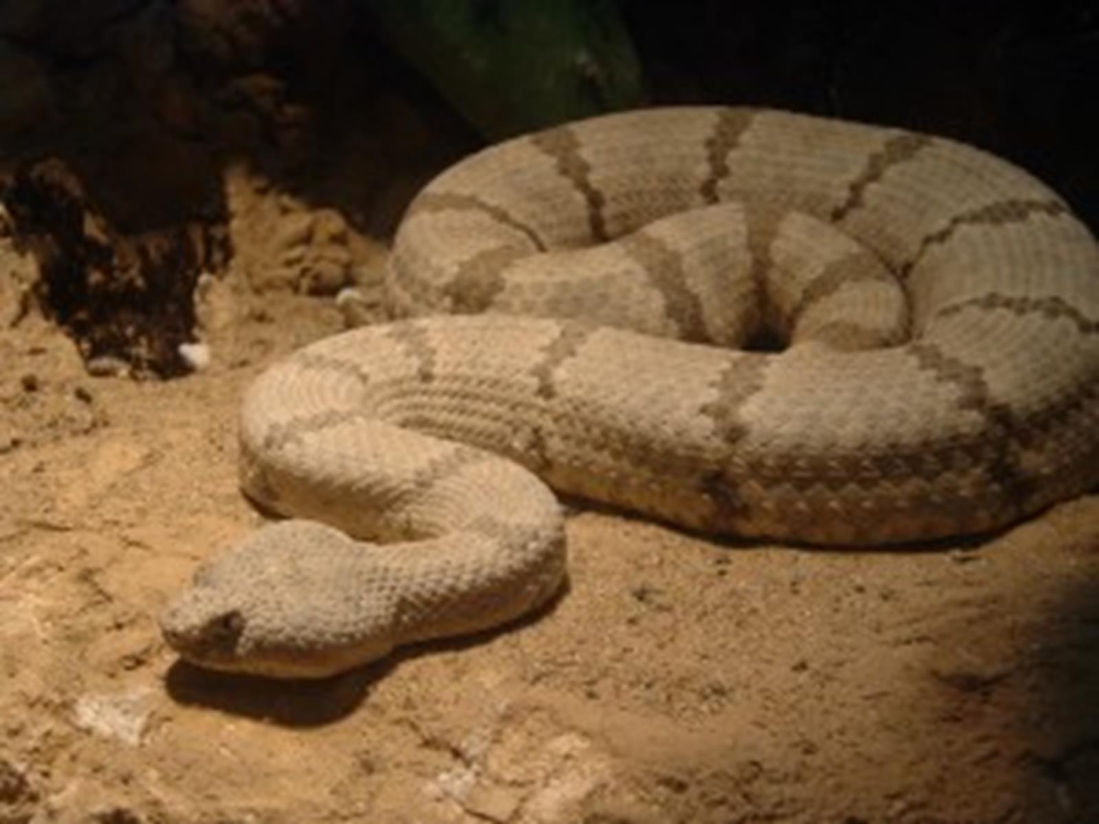 Nashville Zoo