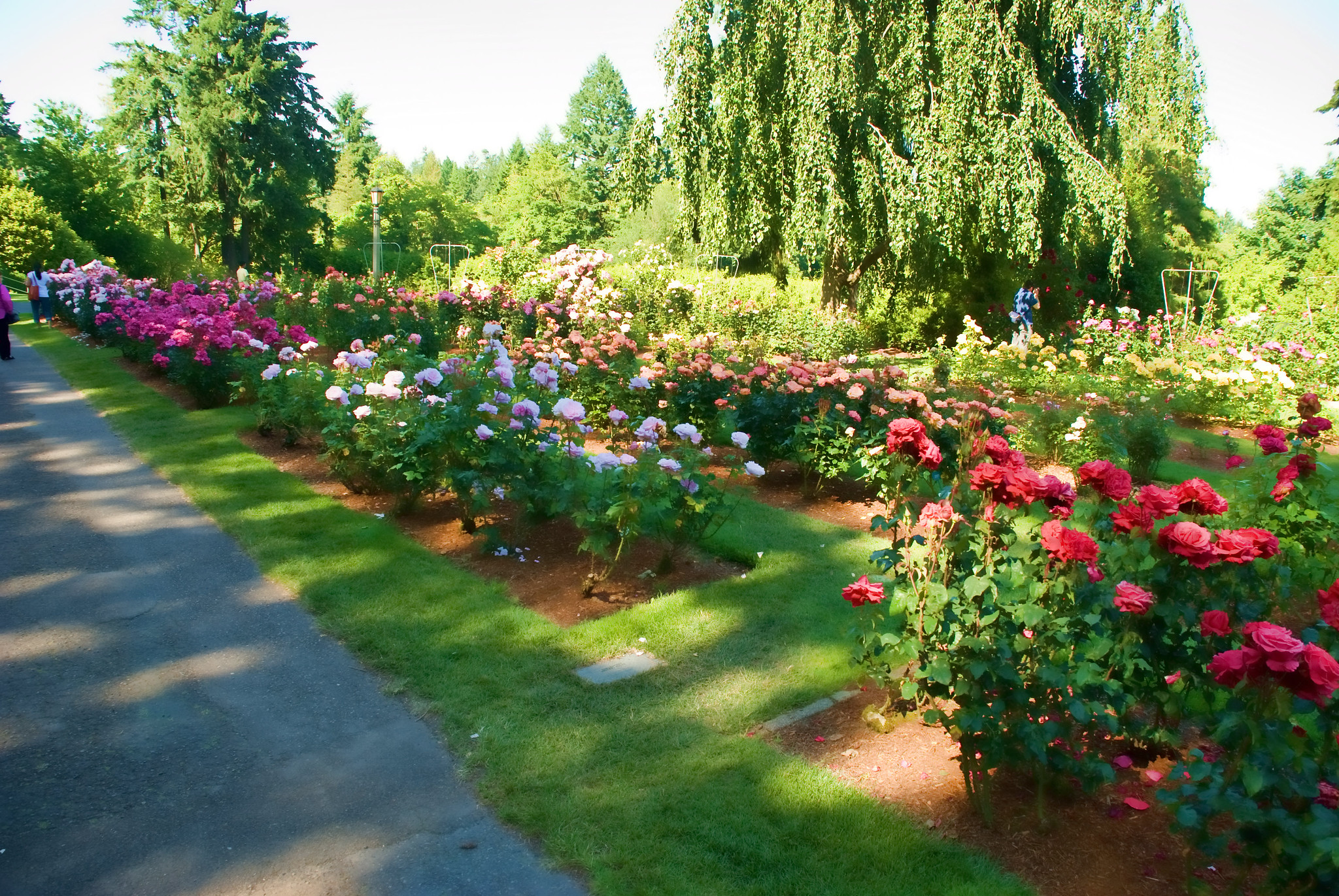 Free things to do in portland - International Rose Test Garden
