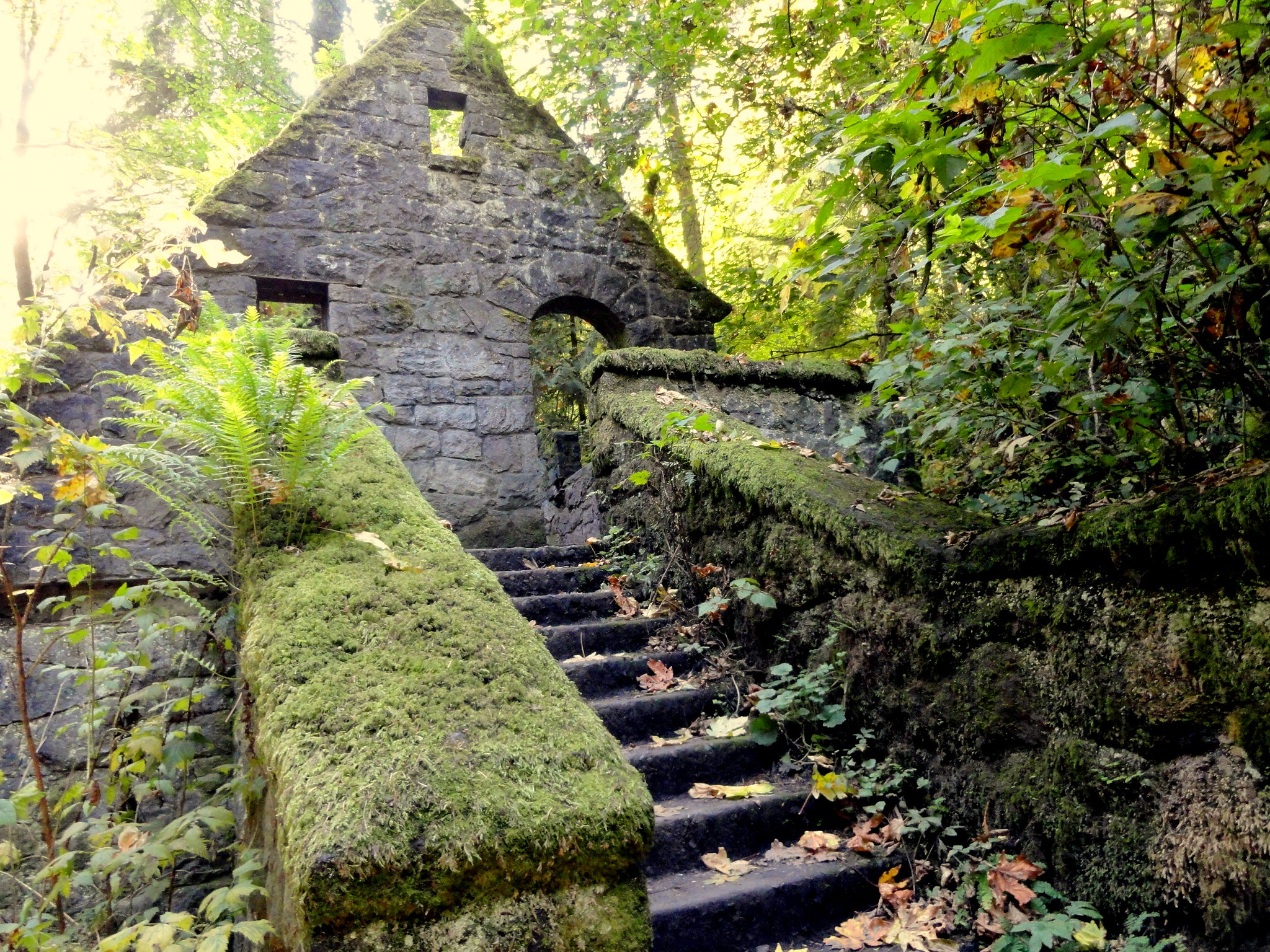 free things to do in portland - Forest Park