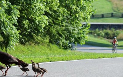 7 Free things to do in Jackson, Mississippi