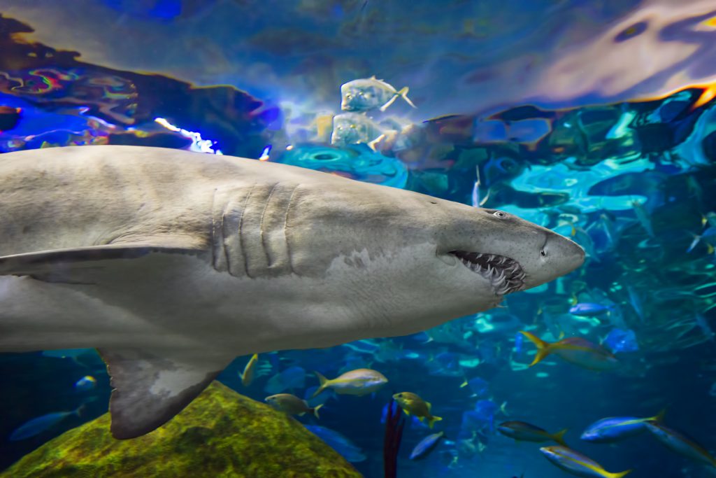 Ripley's Believe It or Not! Aquarium