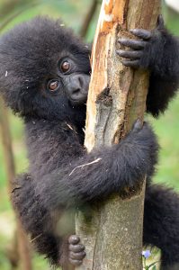 Houston-Zoo