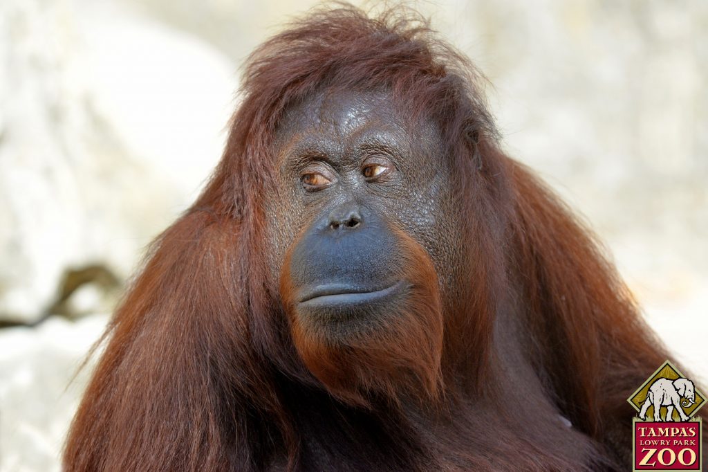 Lowry-Park-Zoo-1024x682