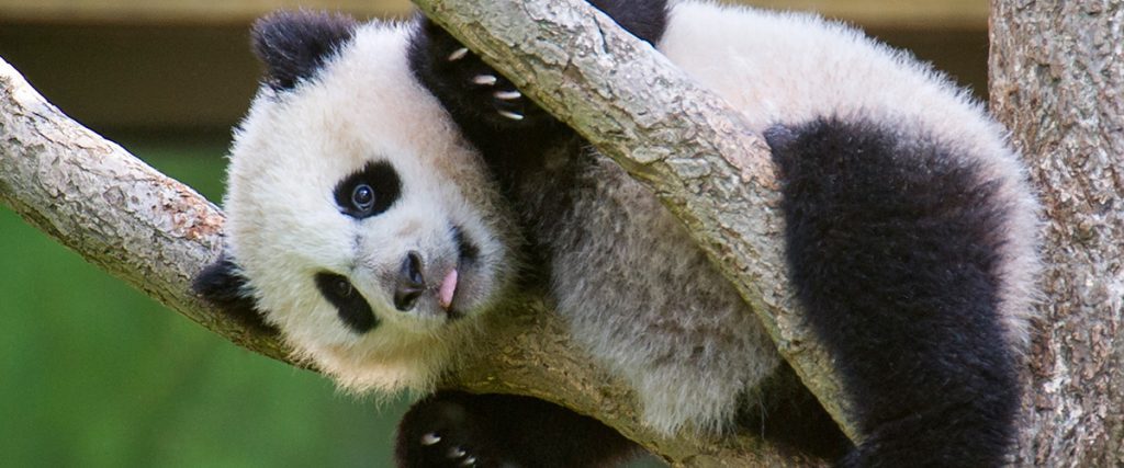National-Zoo-1024x427