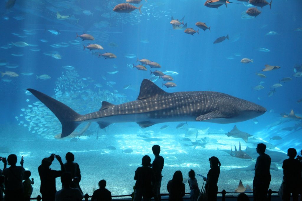 The Florida Aquarium in Tampa