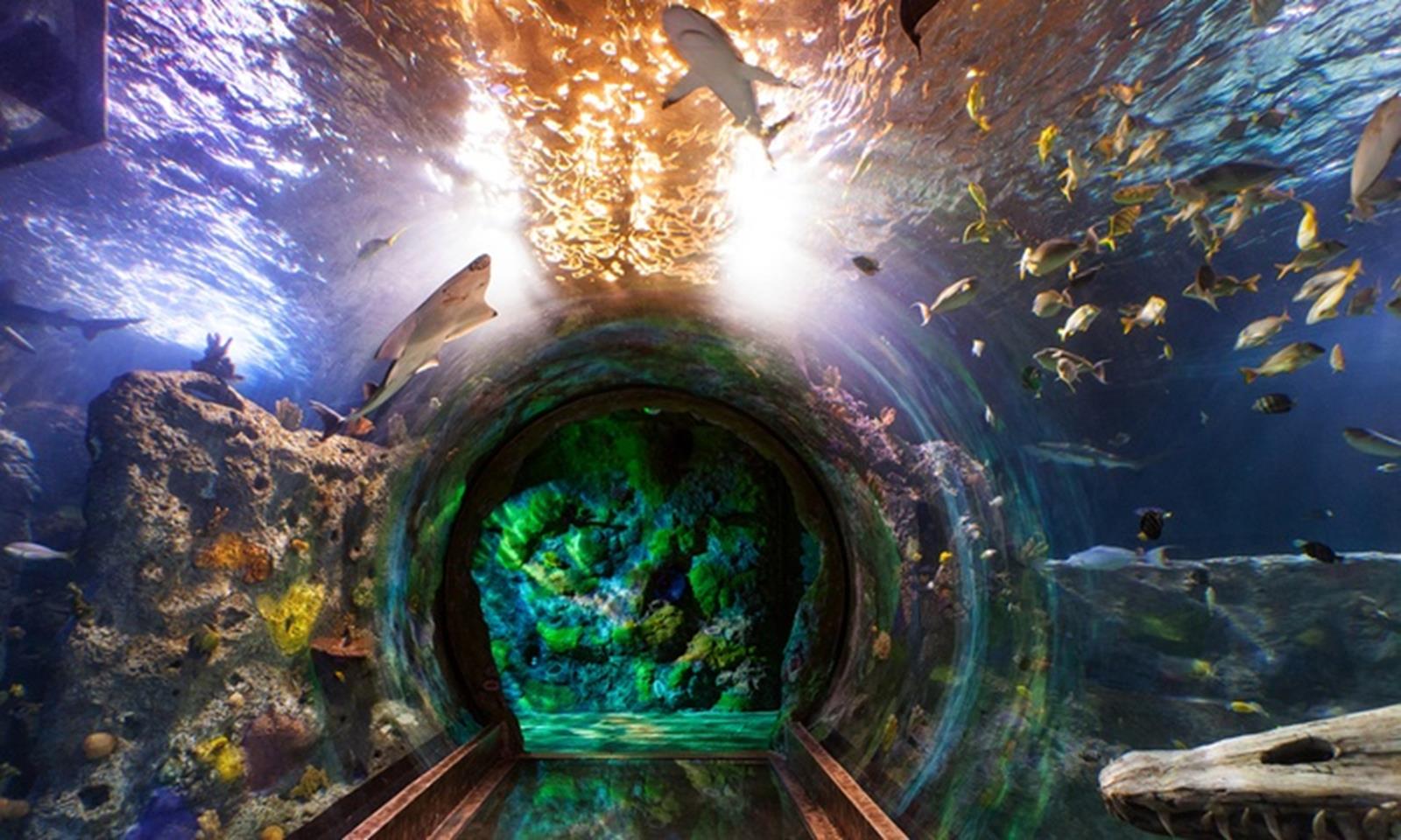 SEA LIFE Michigan Aquarium