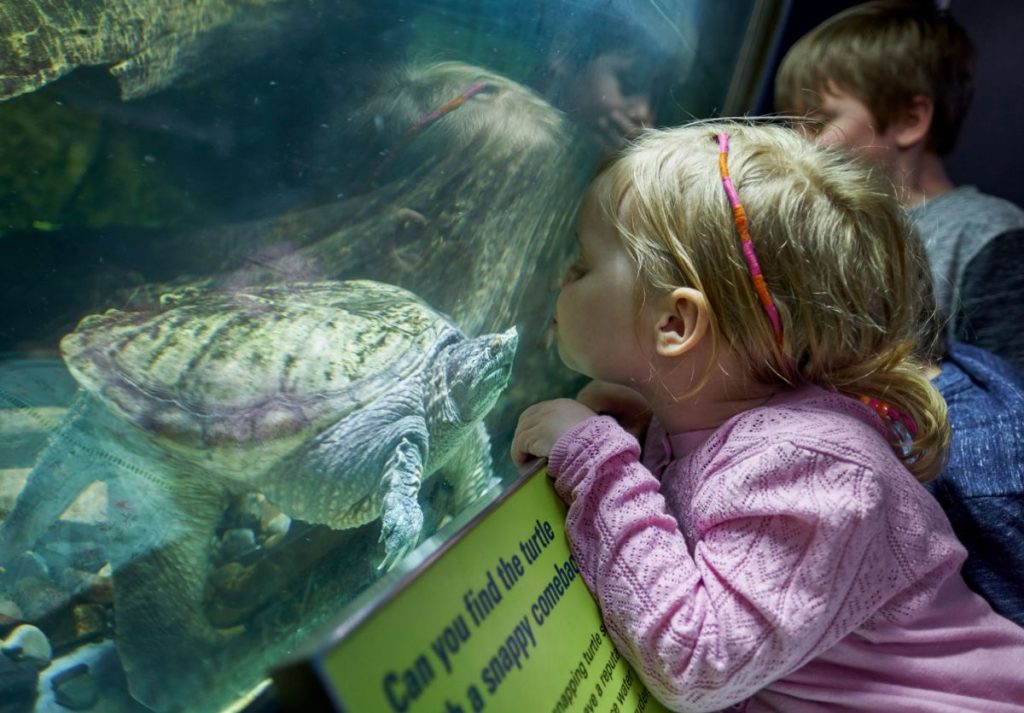 Turtles at ECHO, Leahy Center at Lake Champlain