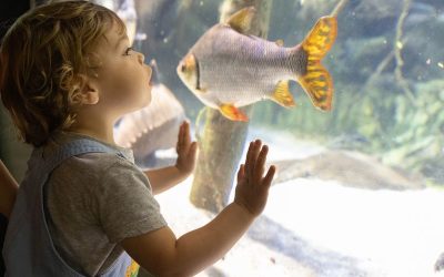 The Crown Jewel of Baltimore City’s Inner Harbor is the National Aquarium