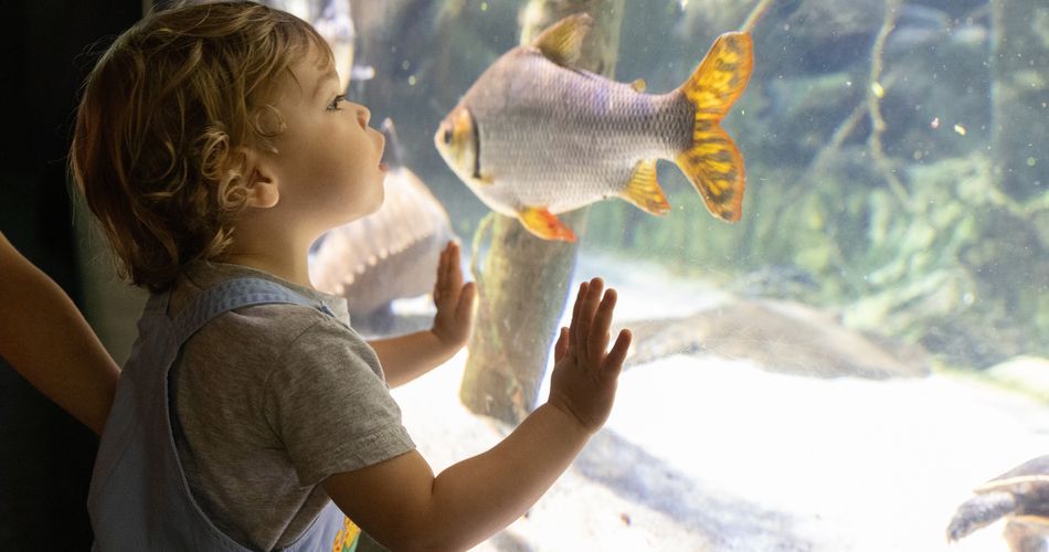National Aquarium in Baltimore, Maryland