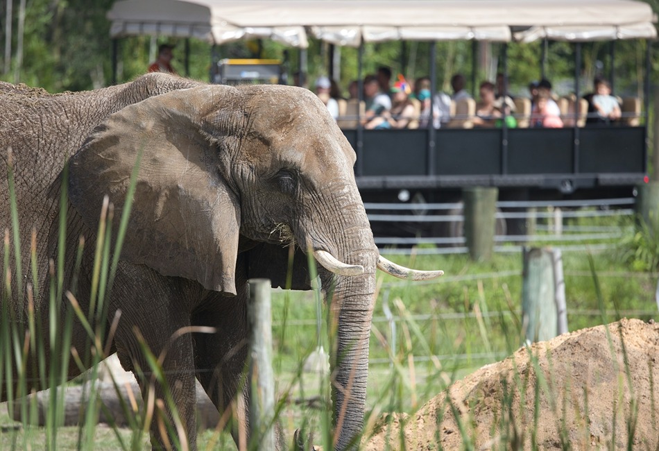 ZooTampa African elephant_photo credit David Valentine via unsplash