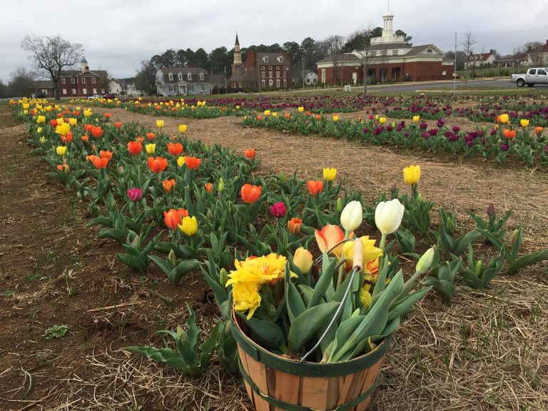 American Village tulips in Montevallo Alabama. photo credit Beth Bryan Designs via Flickr 768x576