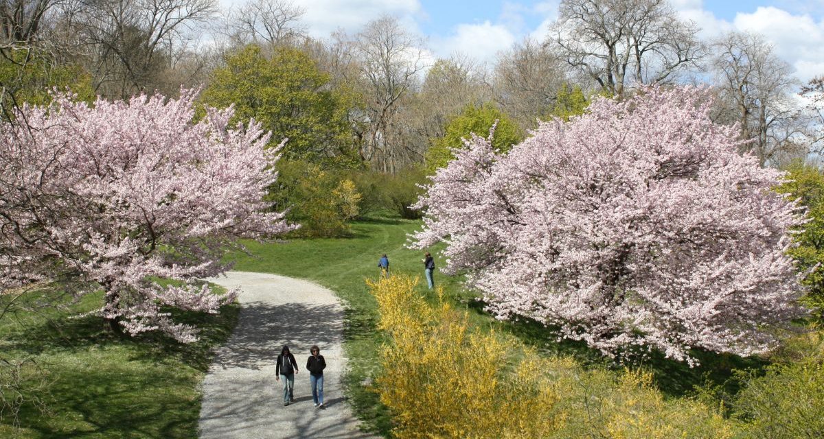 Arboretum_spring-mass field trips