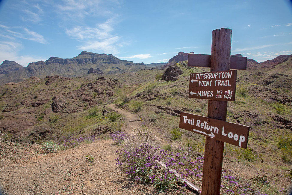 Buckskin Mountain State Park in Arizona. Photo credit Arizona State Parks and Trails