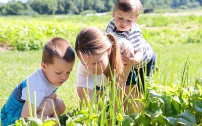 Cedar Circle Farm & Education Center