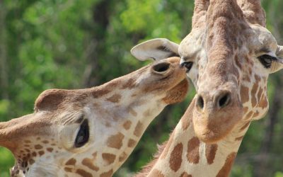 Chattanooga Zoo