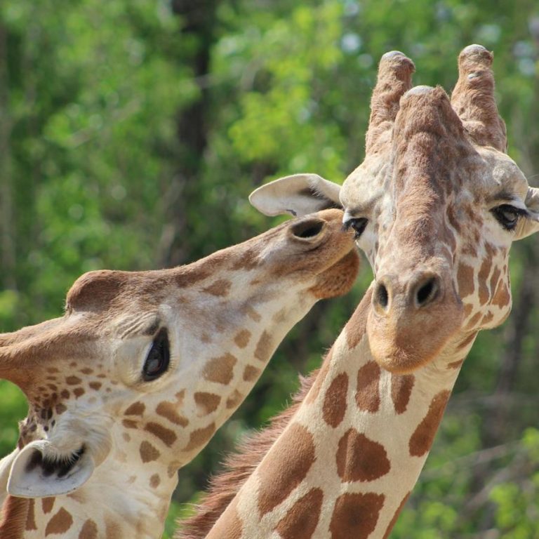 Chattanooga Zoo in Tennessee giraffes. photo credit Chattanooga Zoo Facebook page 768x768