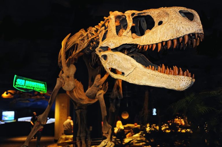 McWane Science Center in Alabama Appalachiosaurus exhibit. Photo courtesy of Ralph Daily via Flickr 768x510