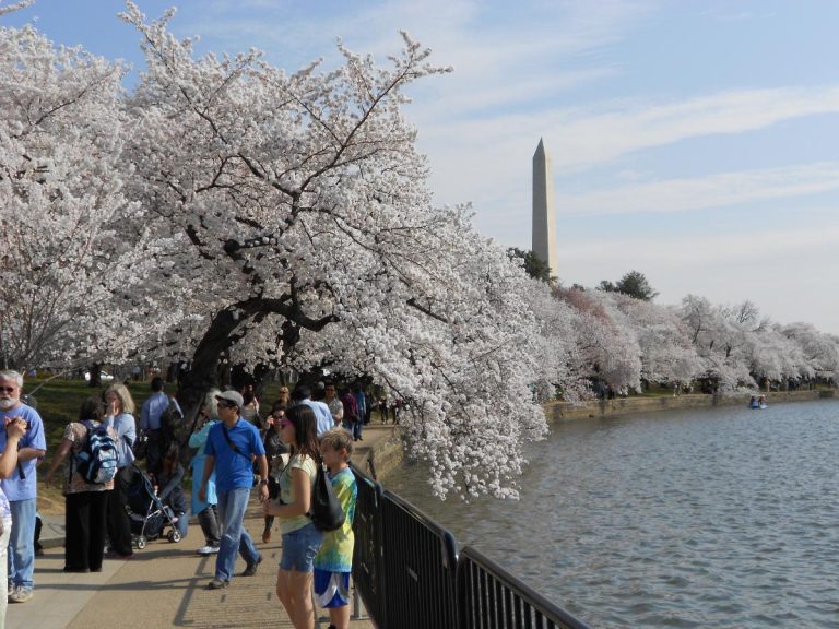 National Mall 2 768x576