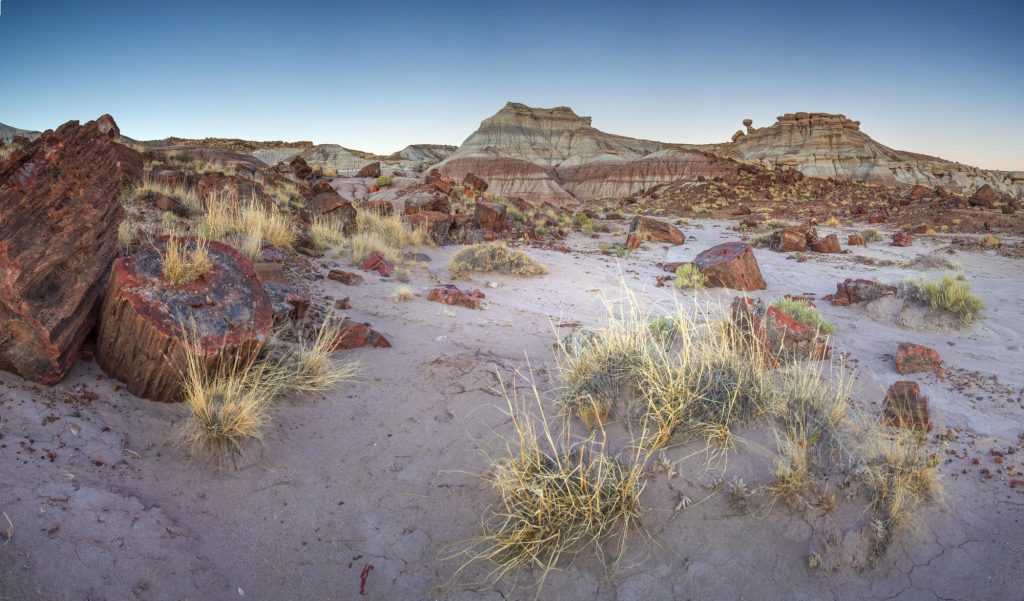 Petrified Forest National Park