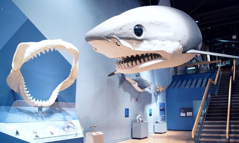 South Carolina State Museum shark exhibit. photo credit South Carolina State Museum Facebook page 768x461