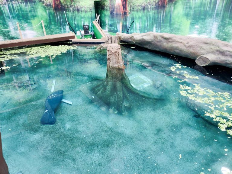 The Bishop Museum of Science and Natures Parker Manatee Rehabilitation Habitat has served as a temporary home since 1998. Photo credit The Bishop Museum of Science and Nature Facebook 768x576