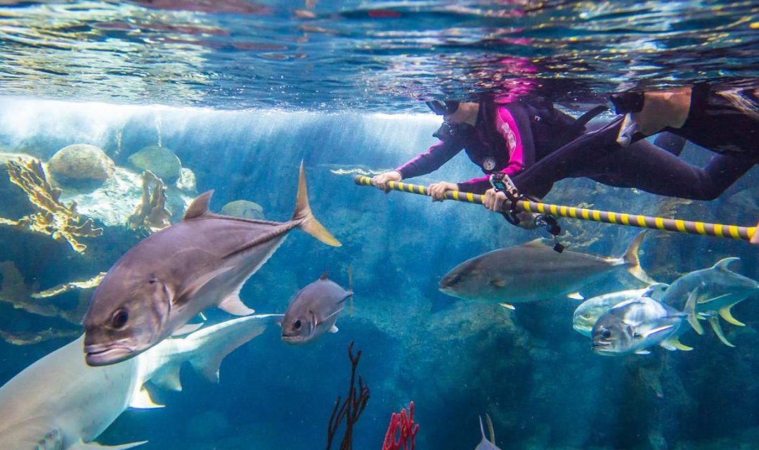 Explore Marine Biology in the Southeast with These Aquariums