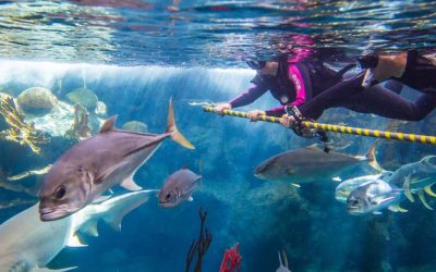 Explore Marine Biology in the Southeast with These Aquariums