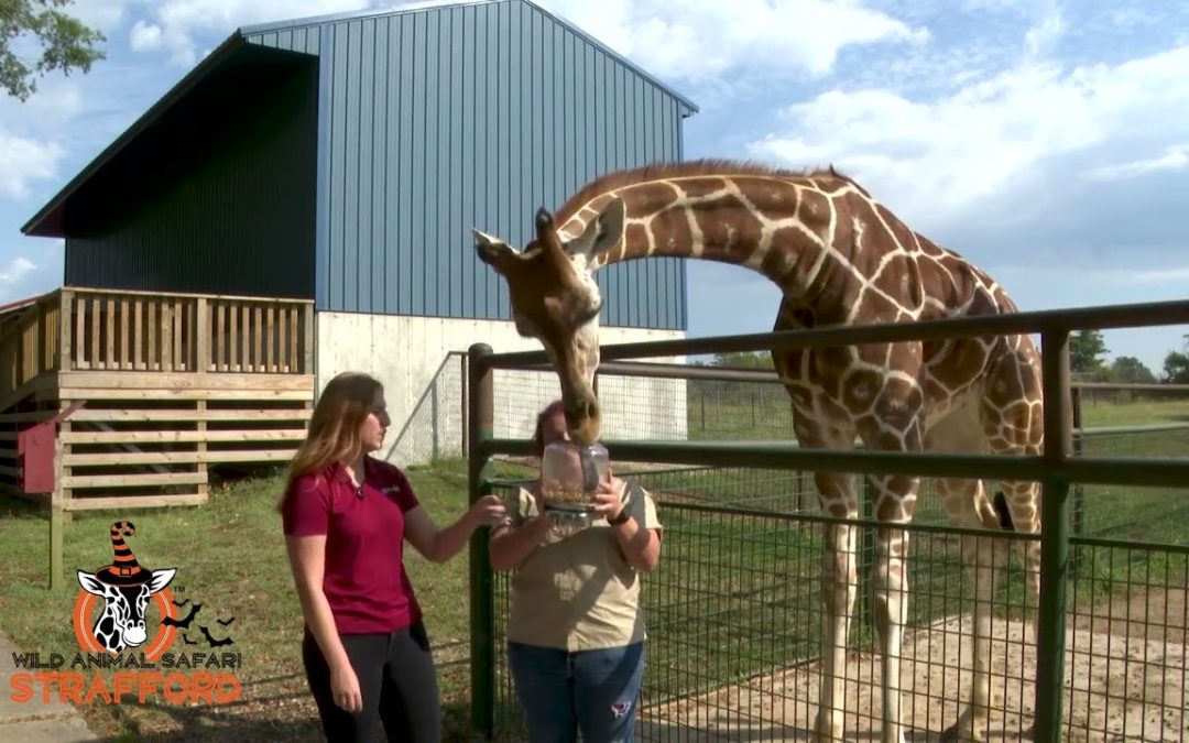 Top 10 Safari Parks in the US