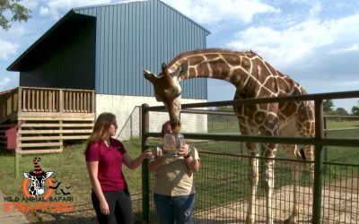 Top 10 Safari Parks in the US