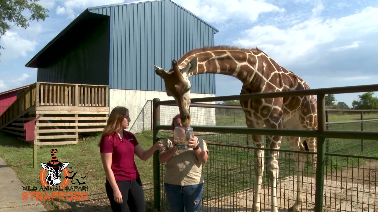 Wild Animal Safari Georgia, Missouri, Texas