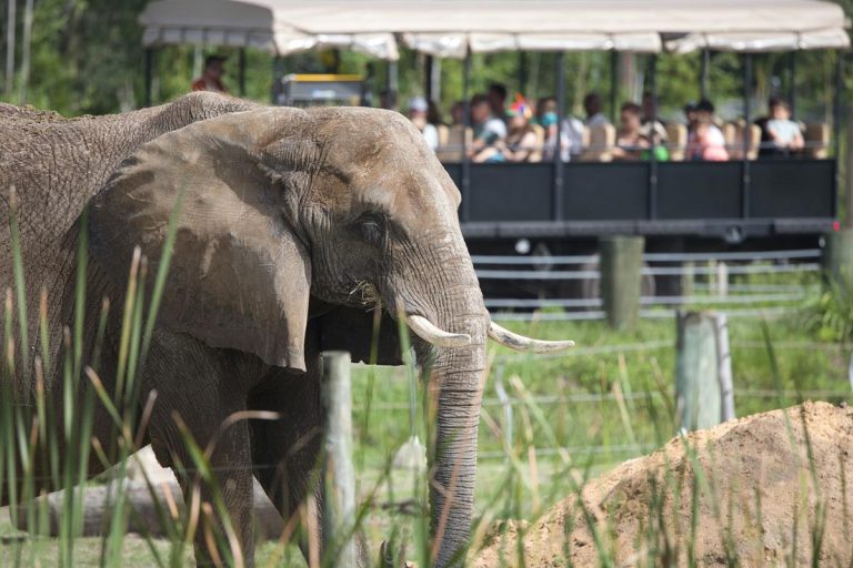 ZooTampa African elephant photo credit David Valentine via unsplash 768x512