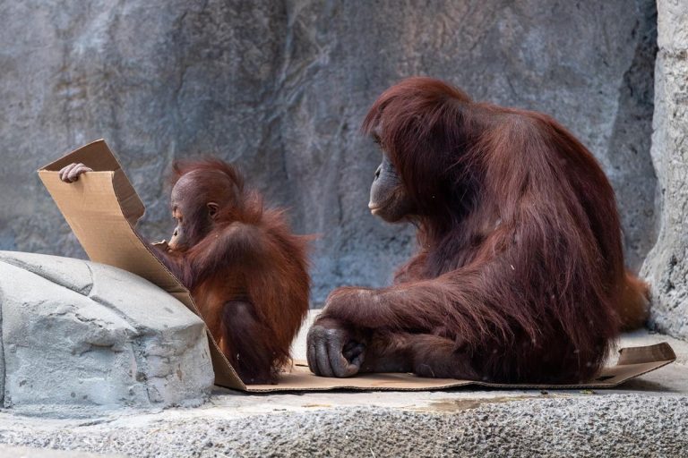 ZooTampa at Lowry Park orangutans doing their homework. photo credit Eric Kilby via Flickr 768x512