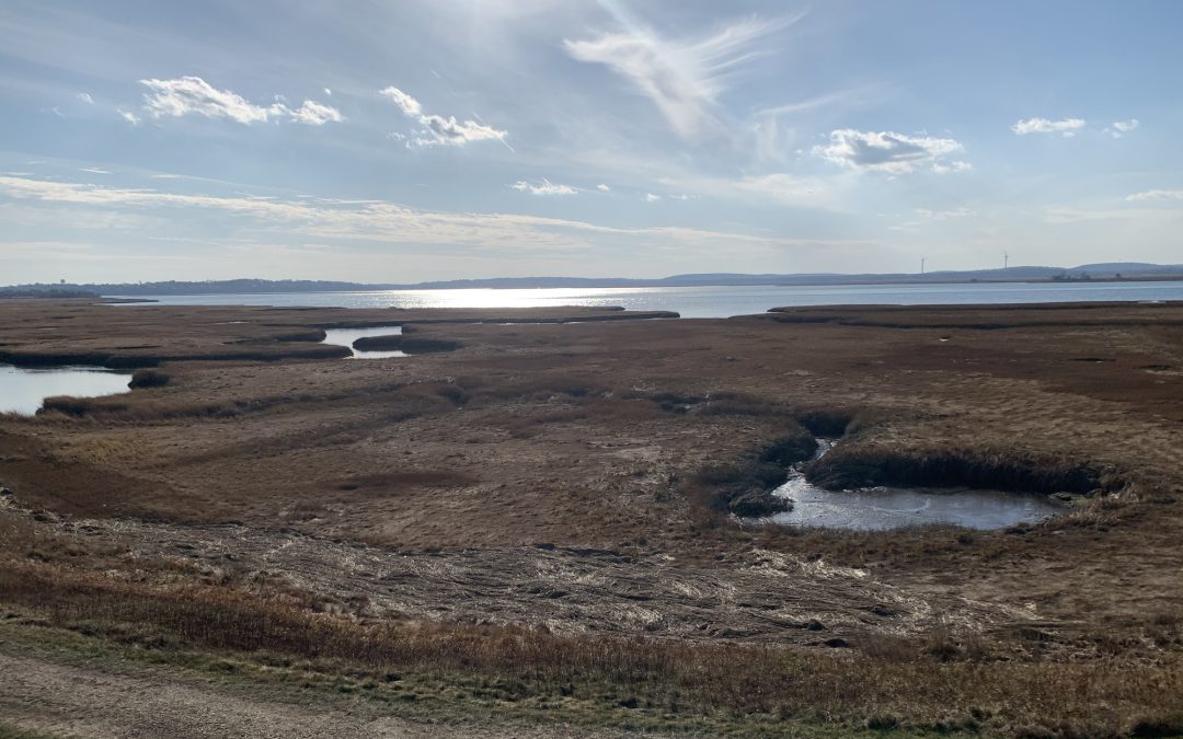 Exploring Boston’s Marine Life – Unforgettable Field Trips for Students