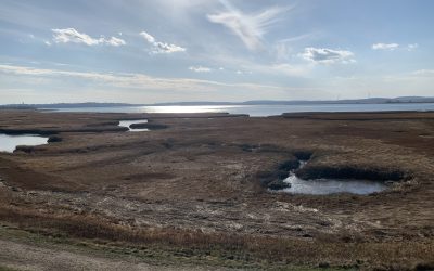 Exploring Boston’s Marine Life – Unforgettable Field Trips for Students