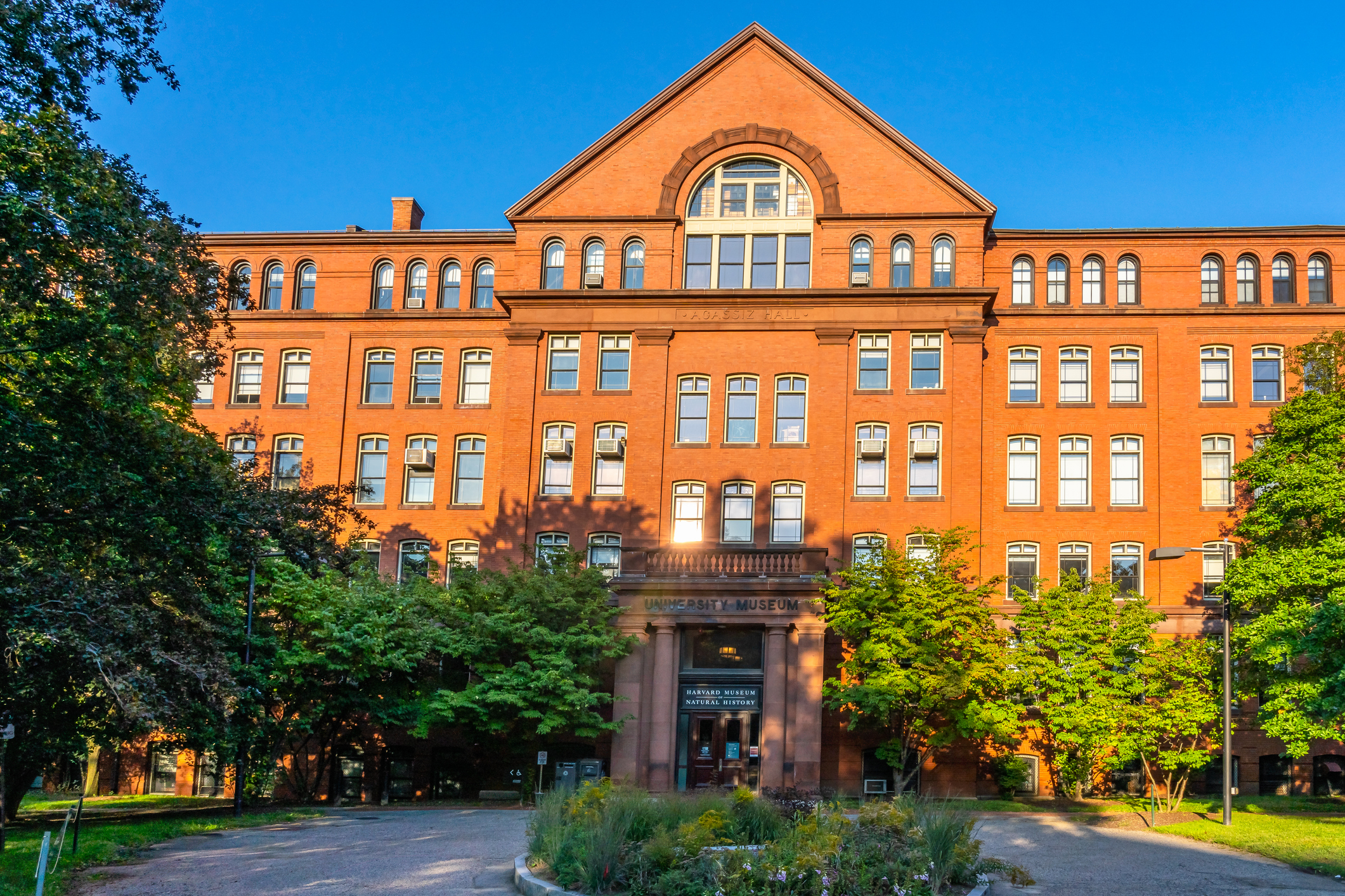 View of the Harvard Museum of Natural History with tree shadows during sunset