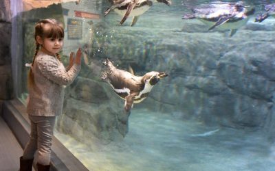 Aquarium of Niagara