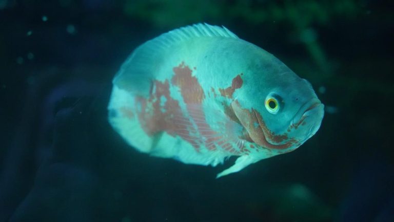 Audubon Aquarium Insectarium exotic fish. Photo credit Miguel Discart Kiri Karma via Flickr 768x432