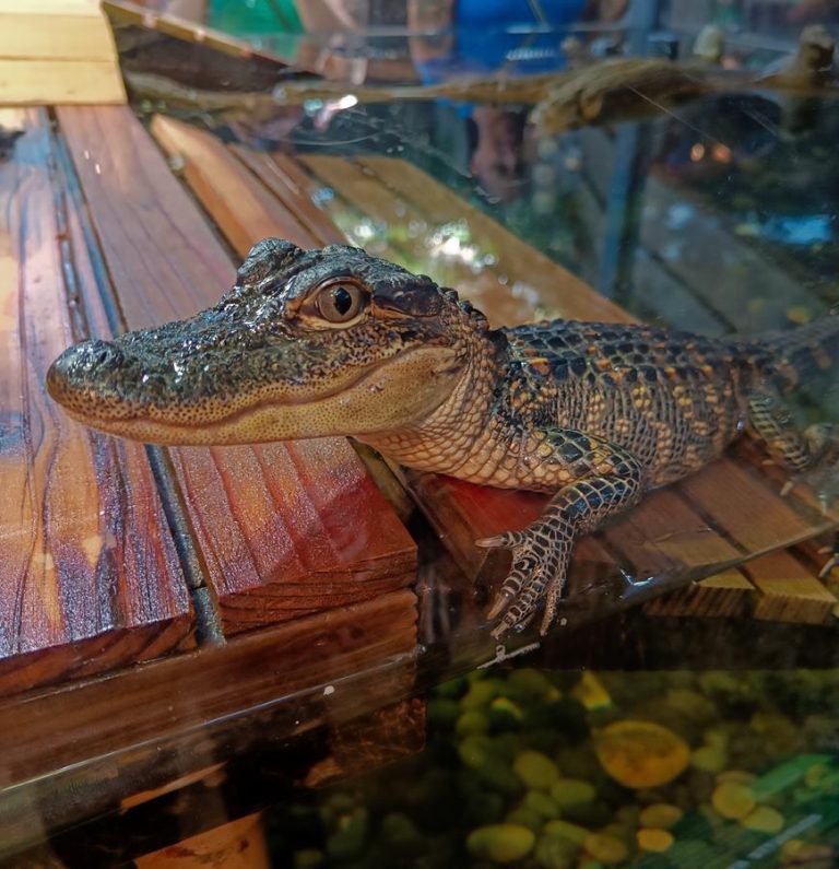 Audubon Aquarium Insectarium live animal exhibit. Photo credit Miguel Discart Kiri Karma via Flickr 768x795