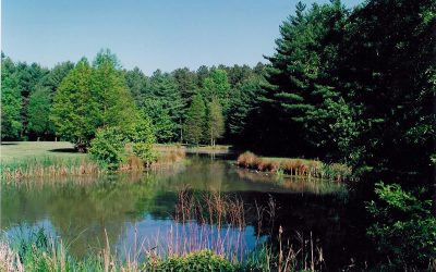 Blackbird State Forest