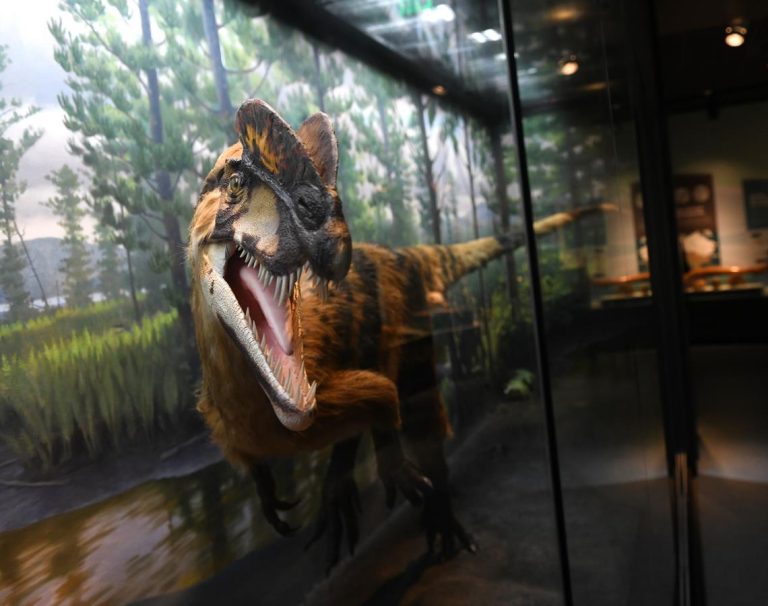 Bruce Museum ice age exhibit. Photo credit Bruce Museum Facebook 768x606