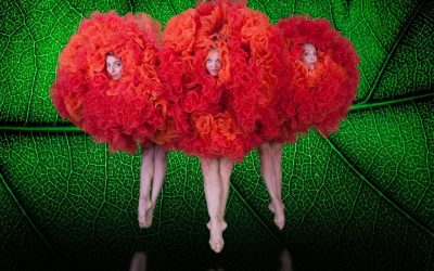 Collins Center for the Arts