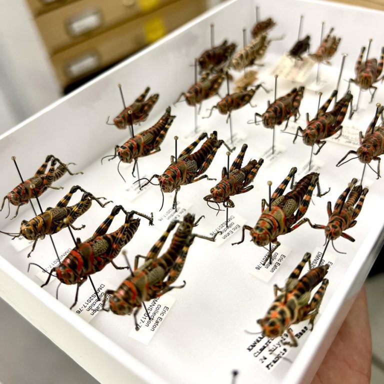 Denver Museum of Nature Science Denver grasshopper display. Photo credit Denver Museum of Nature Science Facebook 768x768