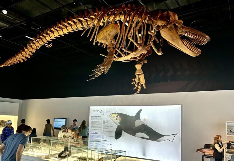 Denver Museum of Nature Science fossil display. Photo credit Denver Museum of Nature Science Facebook 768x529