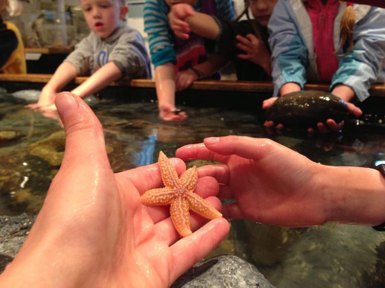 George B. Dorr Museum of Natural History starfish. Photo credit Facebook 768x576