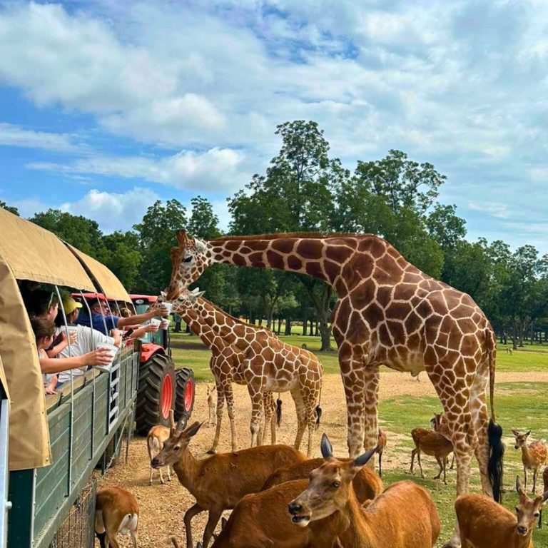 Global Wildlife Center feeding wildlife. Photo credit Facebook 768x768