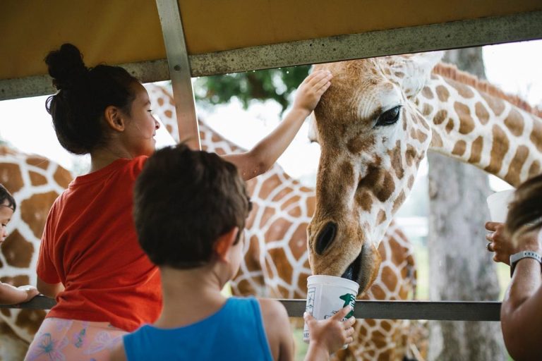 Global Wildlife Center petting giraffes. Photo credit Facebook 768x512