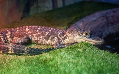 Great Lakes Aquarium