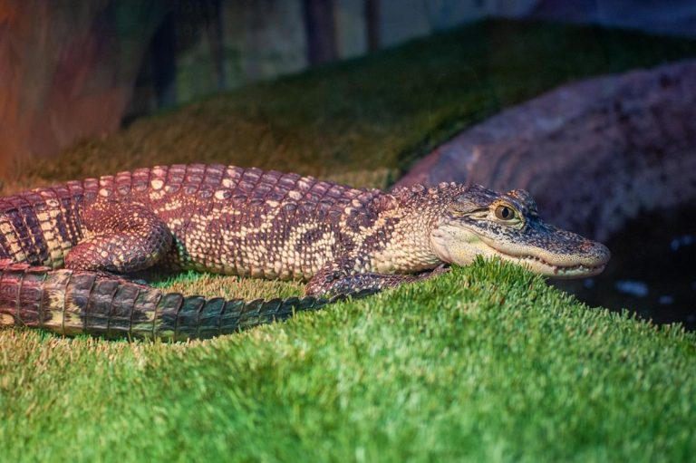 Great Lakes Aquarium aligator. Photo credit Facebook 768x511