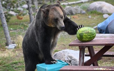 Grizzly & Wolf Discovery Center