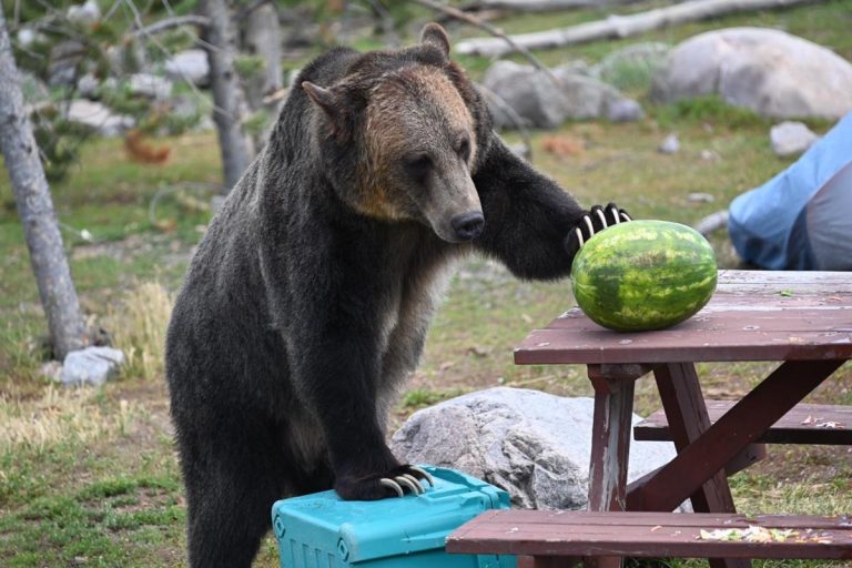 Grizzly Wolf Discovery Center bear. Photo credit Facebook 768x512